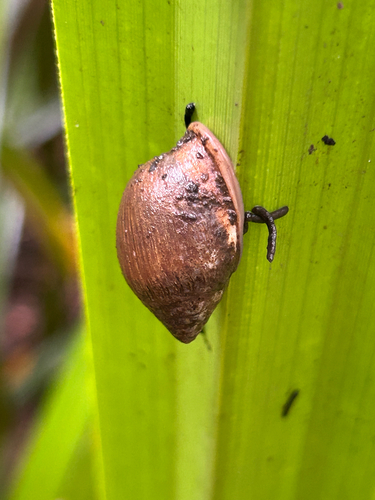 Pythia scarabaeus observed 2026-06-15
