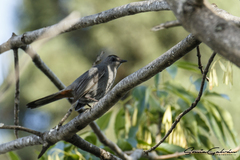 Dumetella carolinensis