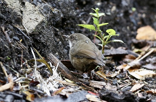 Crateroscelis robusta observed 2024-07-14