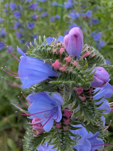 viper's-bugloss