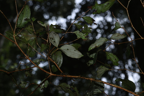 Rhodamnia argentea observed 2026-06-14