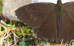Panyapedaliodes