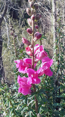 Antirrhinum majus