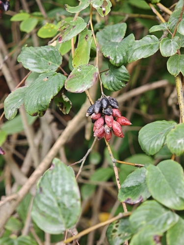 Berchemiella berchemiifolia iNat (2)