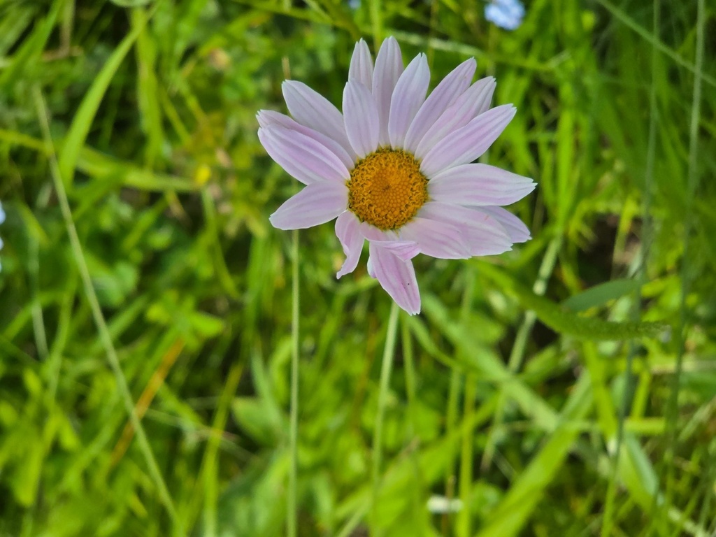 Tanacetum coccineum; photograph (c) Сергей Голубев, some rights reserved (CC BY)