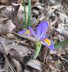 Iris verna