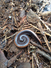 Californiulus yosemitensis