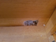 Loxosceles amazonica