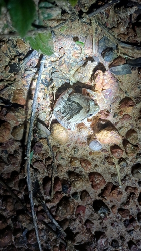 Beautiful Pygmy Frog