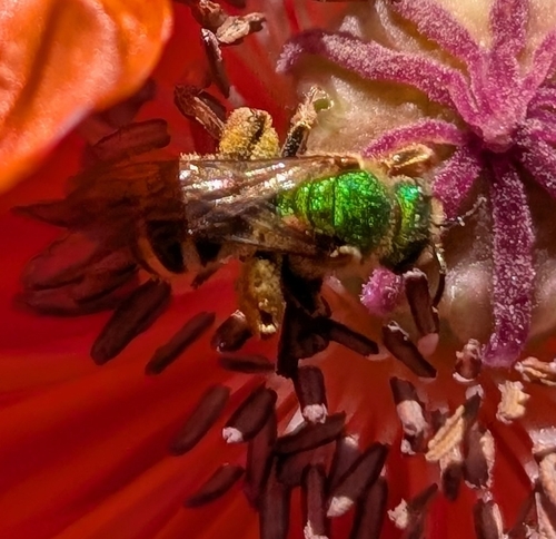 Bicolored Striped Sweat Bee