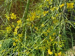 Parkinsonia