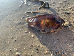 Scyliorhinus stellaris