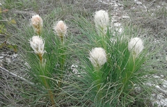 Asphodeline taurica