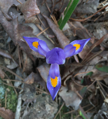 Iris verna