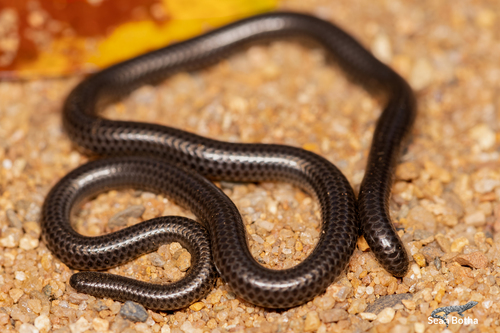 Photo of a Incognito Thread Snake (Leptotyphlops incognitus)