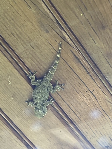 Moorish Gecko