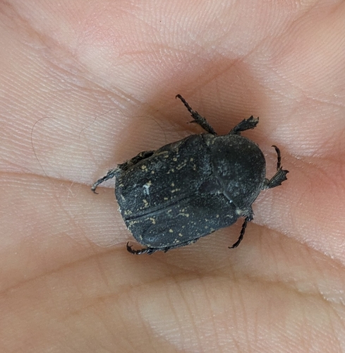 Speckled Rose Chafer