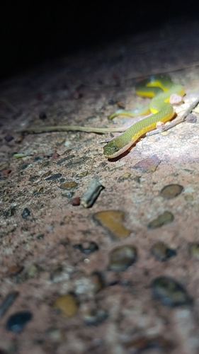 Murphy's Mud Snake