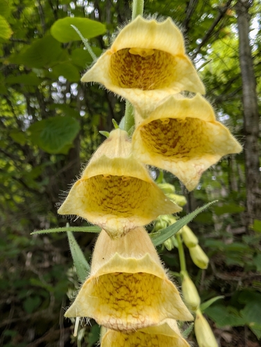 Yellow Foxglove