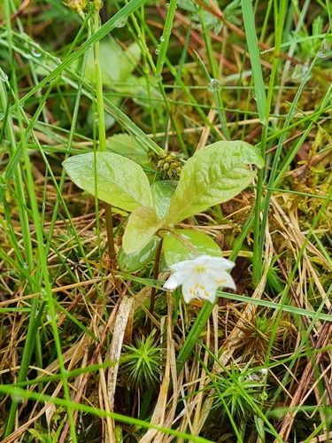 Arctic Starflower