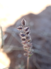 Tragus berteronianus, photograph author not stated, no rights reserved
