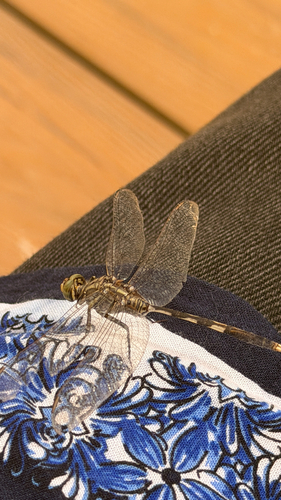Slender Skimmer