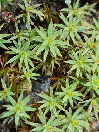 Urn Hair Moss