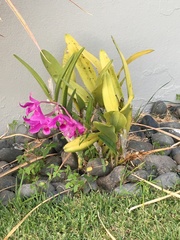 Guarianthe