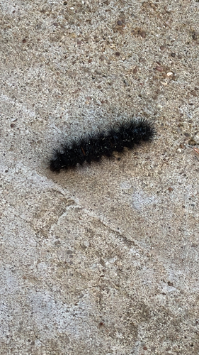 Giant Leopard Moth