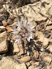 Allium nevadense