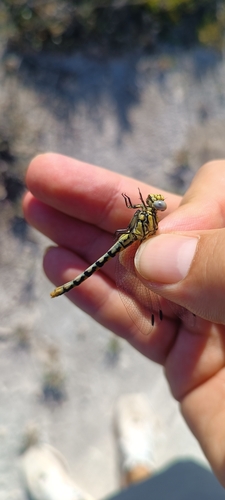 Onychogomphus cazuma