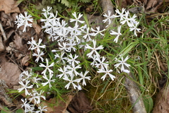 Phlox bifida bifida