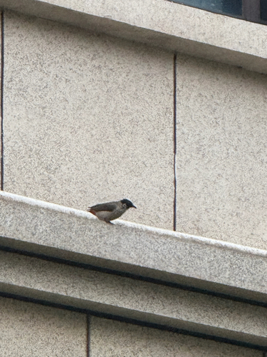 Sooty-headed Bulbul