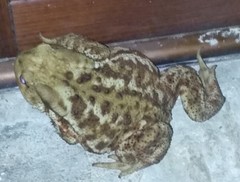 Bufo