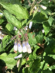 Symphytum × hidcotense