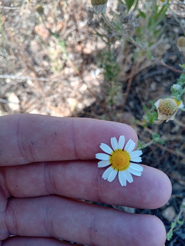 Moroccan chamomile