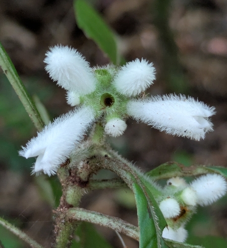 Psychotria observed 2026-06-11