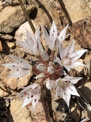Allium nevadense