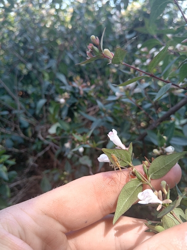 Leafhopper Assassin Bug