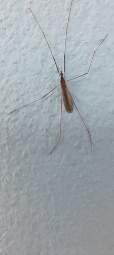Rhipidia domestica