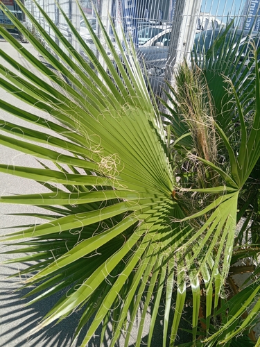 Mexican Fan Palm