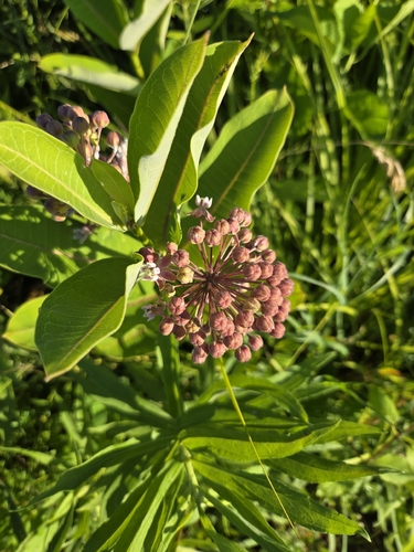 common milkweed