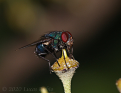 Lucilia eximia