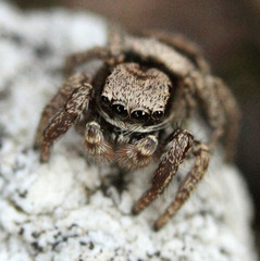 Habronattus oregonensis