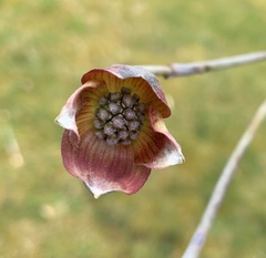 Cornus florida rubra