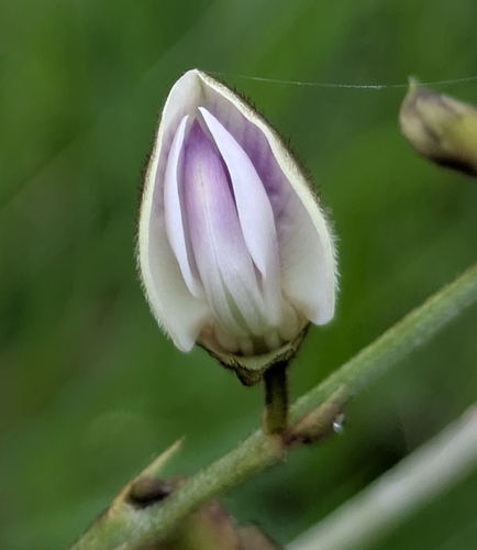 Tephrosia noctiflora observed 2026-06-15
