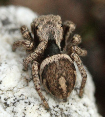 Habronattus oregonensis