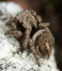 Habronattus oregonensis