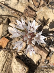 Allium nevadense