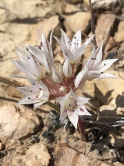 Allium nevadense